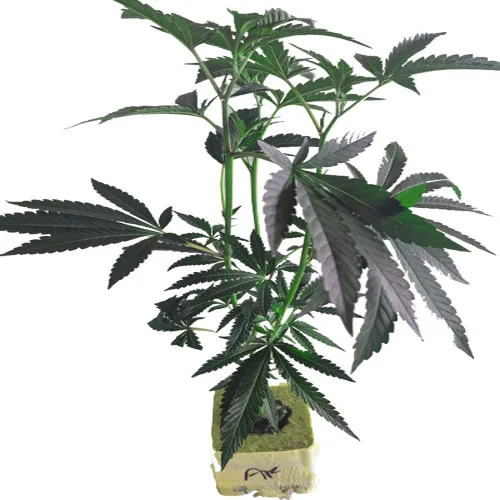 Große Cannabispflanzen bestellen Große Cannabispflanzen bestellen