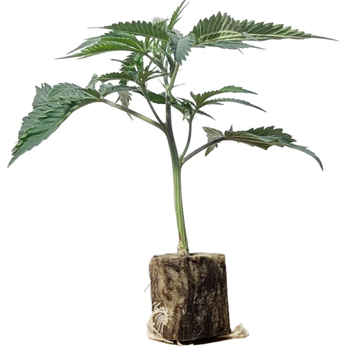 _cali_hanfsteckling_kaufen_wien_emergen-c_usa premium cut Emergen-C (Berner Cut) – Der ultimative Orangen-Creme US-Premium-Steckling von Seed Junky Genetics