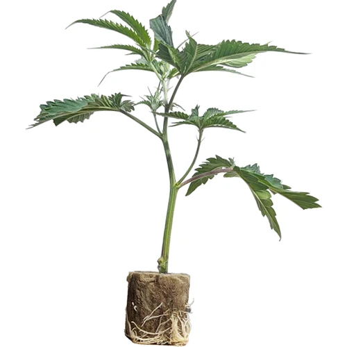 hanfsteckling_kaufen_online_super_boof_cherry_uspremium Super Buff Cherry #26 GMLS Breeder Cut Feminisierte Hanfstecklinge Kaufen in Wien