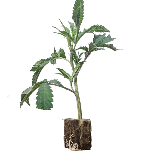 cali hanfstecklinge_kaufen AUT_london_pound_cake_us premium London Pound Cake x Motor Breath Feminisierte Hanfstecklinge Kaufen in Wien