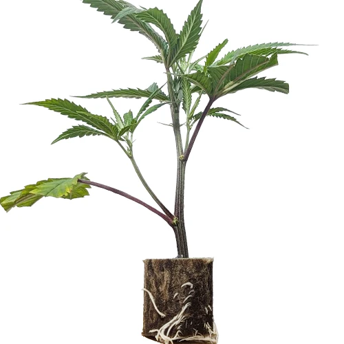 cannabis_kaufen wien_blueberry_muffin_hanfstecklinge_ Blueberry Muffin Feminisierte Hanfstecklinge Kaufen