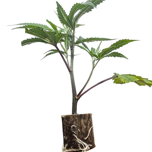 us cali premium cuttings permanent_chimera Permanent Chimera #35 Feminisierte Hanfstecklinge Kaufen in Wien