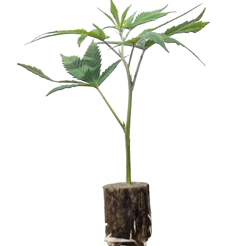 hanfstecklinge_online_kaufen_break_pad_breath_ Break Pad Breath – Kraftvoller "Gas-Cookie" Steckling von Ripper Seeds