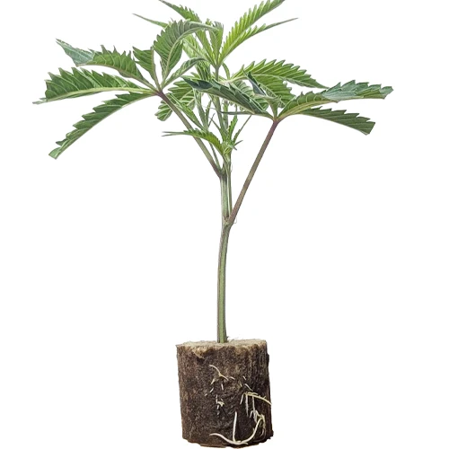 hanfstecklinge_wien_triple_chocolate_chip Triple Chocolate Chip – Ertragreicher Indica-Elite-Steckling mit Minz-Schoko-Aroma von Exotic Genetix