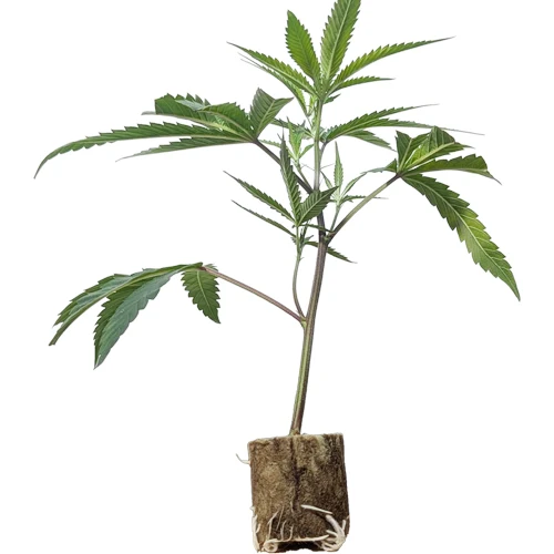 BanOreoz #3 Feminisierte Hanfstecklinge Kaufen in Wien BanOreoz #3 Feminisierte Hanfstecklinge Kaufen