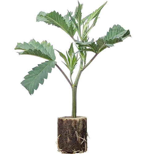 hanfstecklinge_wien_kaufen_online zombie_kush_ Zombie Kush – Das indicadominante Harz-Monster von Ripper Seeds mit über 25% THC