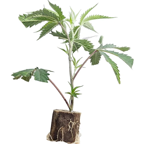 cali_stecklinge_banana_runtz_solfire_black_runtz_hanfstecklinge Banana Runtz Feminisierte Hanfstecklinge Kaufen