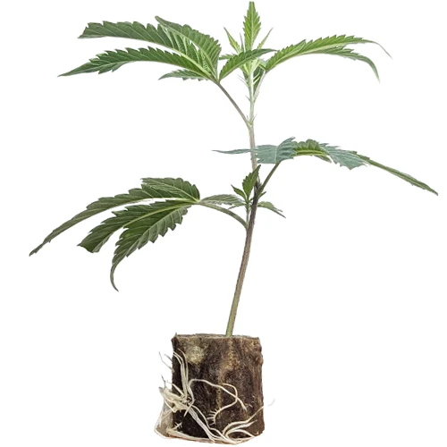 hanf_pflanze_steckling kaufen wien cookies_cream_exotic_genetix_ Cookies & Cream Feminisierte Hanfstecklinge Kaufen in Wien