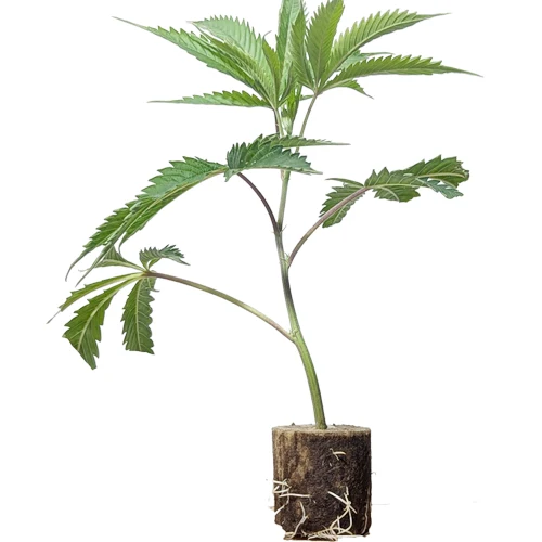 Wedding Cake by jungle_boys cuttings hanfpflanzen kaufen Wien_hanfstecklinge Wedding Cake – Der legendäre Indica-Elite-Steckling von Jungle Boys mit würzigem Creme-Aroma