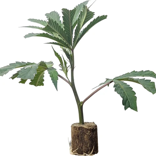 hanfpflanzen_kaufen_oesterreich_collie_man_kush_hanfstecklinge_ Collie Man Kush (Slightly Stoopid) – Der extrem "laute", 90% Indica-Premium-Steckling von Humboldt Seeds