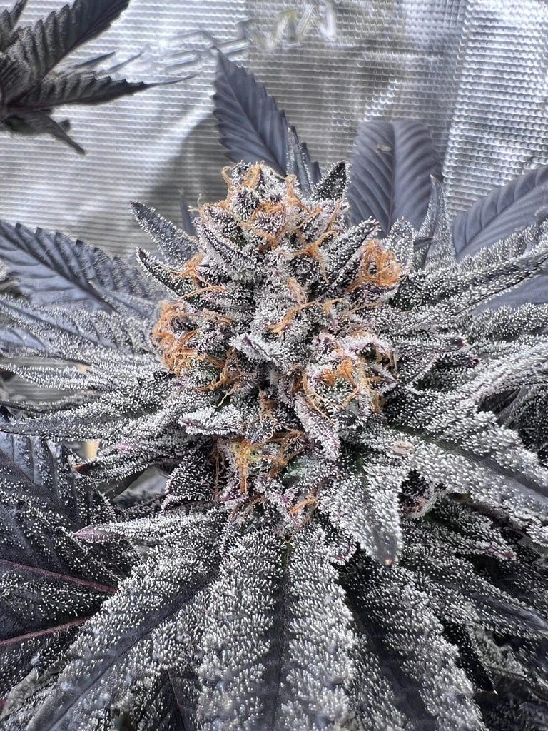 US Cali Cap Junkie Cuts kaufen Österreich cap junkies flowering