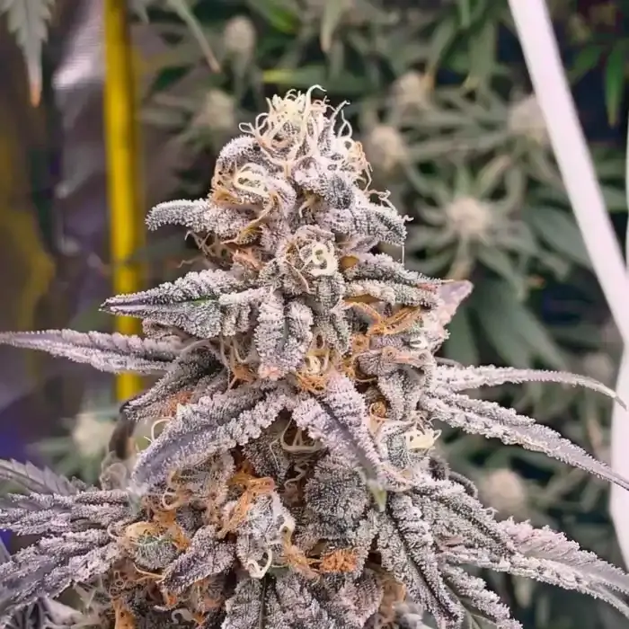 US Cali Pineapple Fruz Cuts kaufen Österreich Pineapple Fruz Hanfsteckling kaufen. Original Breeder Cut von Seed Junky