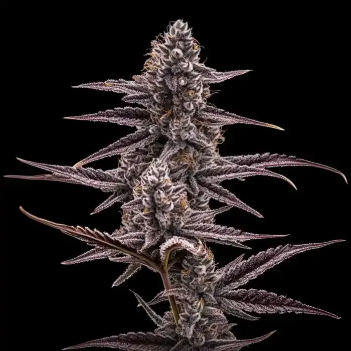 Super Boof Cherry US Cali Cuts kaufen Wien Super Buff Cherry #26 Hanfsteckling kaufen. Original GMLS Breeder Cut (Indica) mit intensivem Kirsch-Aroma, massiven Erträgen & 8-9 Wochen Blütezeit.
