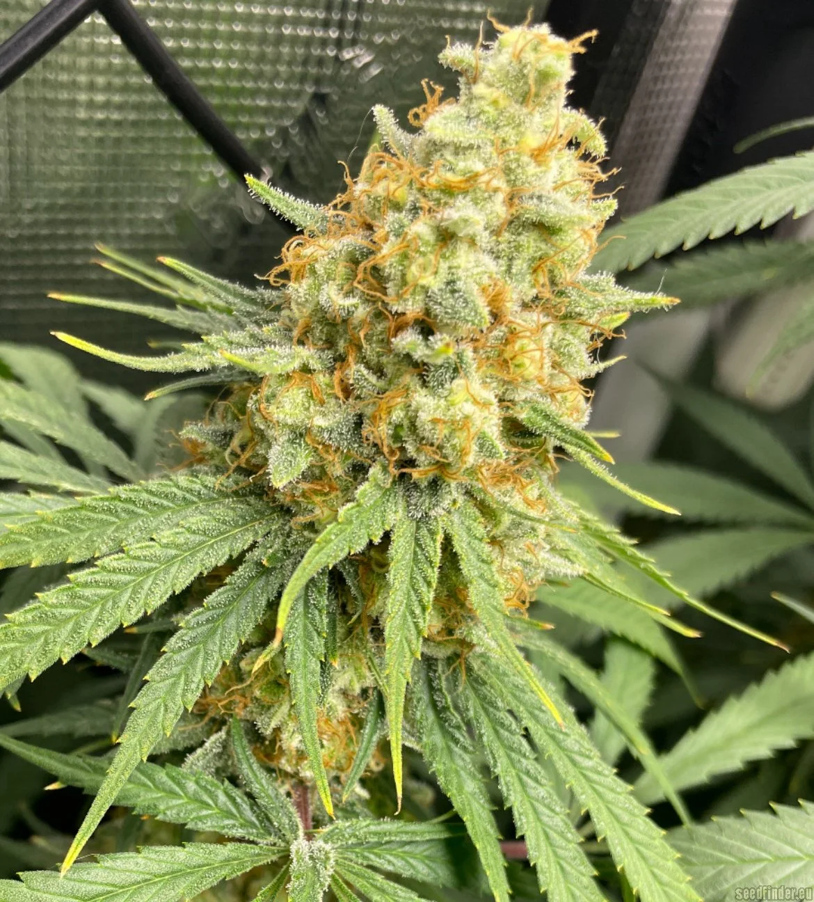 strawberry guava US Cali Cuts kaufen Wien Strawberry Guava Hanfsteckling kaufen. Tropischer US-Klon von Bloom Seed Co mit cremigem Erdbeer-Guaven-Aroma, massiver Harzbildung & hohem THC.