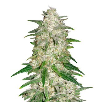 Gelato Auto Hanfsämlinge Kaufen Gelato Auto Hanfsämlinge Flower