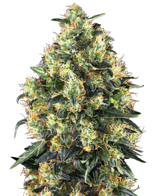 Autoflowering Super Skunk Flower Originale Traditionsgenetik von Sensi Seeds (Super Skunk x Ruderalis)