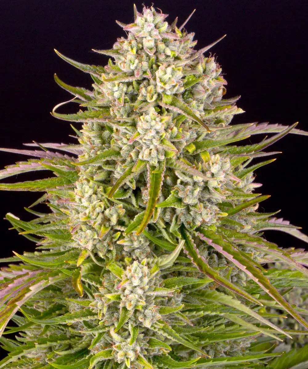 Autoflowering Wedding Cake Buds Originale Elite-Genetik aus der Barney’s Farm Cali-Kollektion