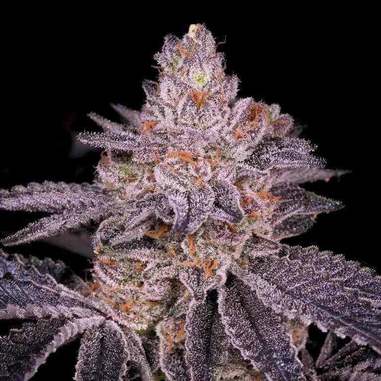Feminized Seedlings Slurricane Flowers Überdurchschnittliche Harzproduktion – ideal für leidenschaftliche Extrakt-Liebhaber