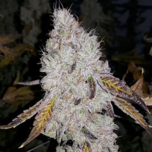 Feminized Seedlings Wedding Cake Flowers Astronomisches XXL-Erntepotenzial von bis zu 2.000g pro Pflanze im Outdoor-Bereich