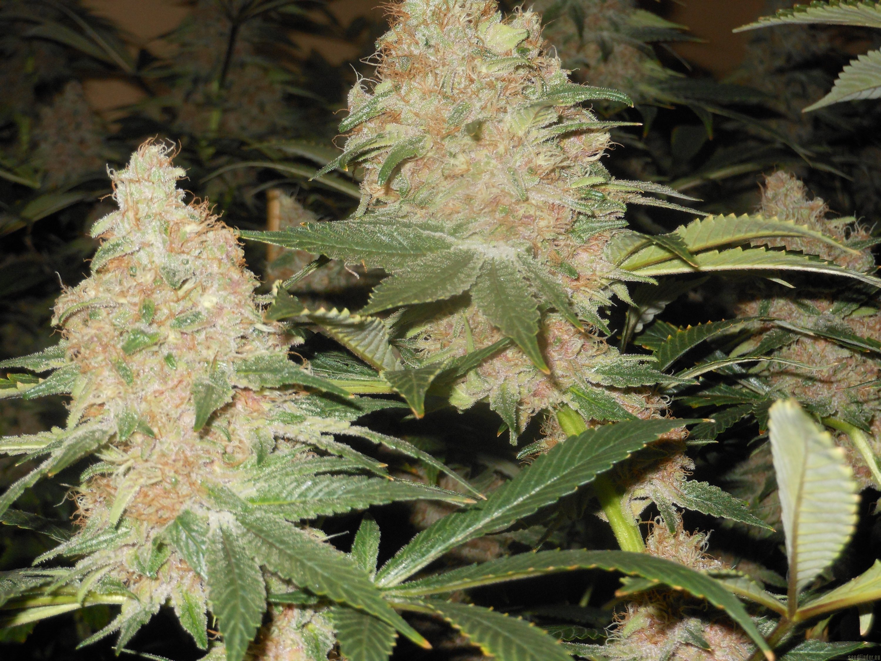 Feminized Seedlings Grand Daddy Purple Flowers Unverwechselbares, süßes Geschmacksprofil nach Trauben und reifen Beeren