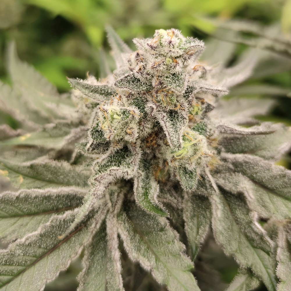 Feminized Seedlings Blue Zushi Flowers Atemberaubendes XXL-Ertragspotenzial bei einer sehr kurzen Blütezeit von nur 8 Wochen