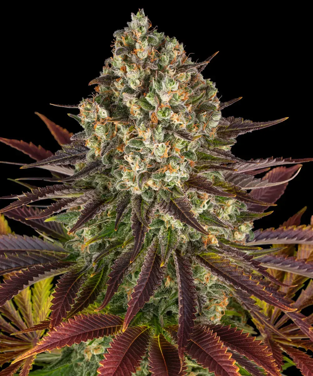 Feminisierter Sämling Biscotti Flowers by barney's Farm Hochkarätiger Drei-Wege-Hybrid aus Gelato x Girl Scout Cookies x OG Kush
