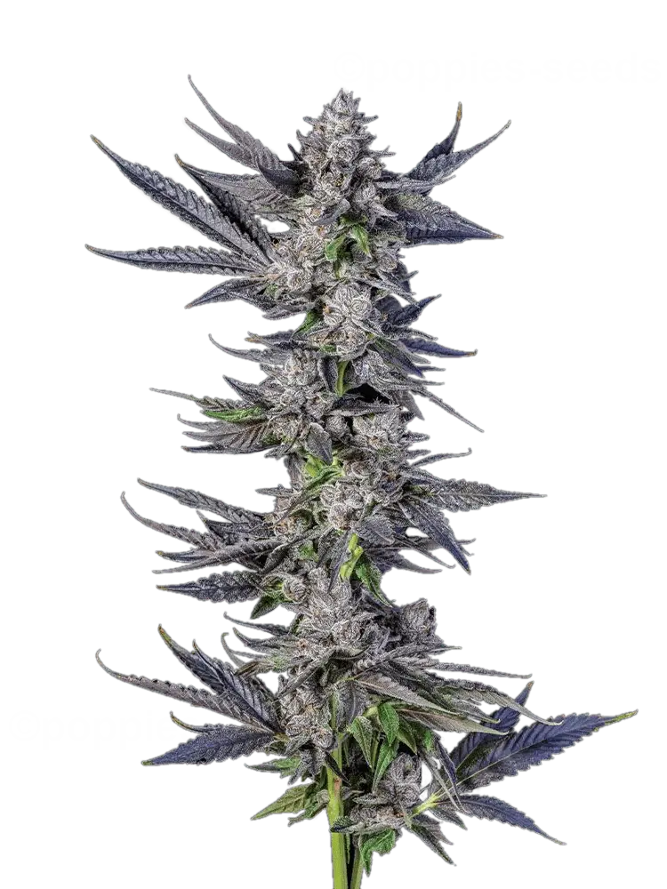 runtz hanfpflanzen_kaufen__us_cali_premium Moderner US-Klon (White Runtz x The Menthol) mit krassem Harzbesatz, frischem Gas-Aroma & oft blauen Blüten.