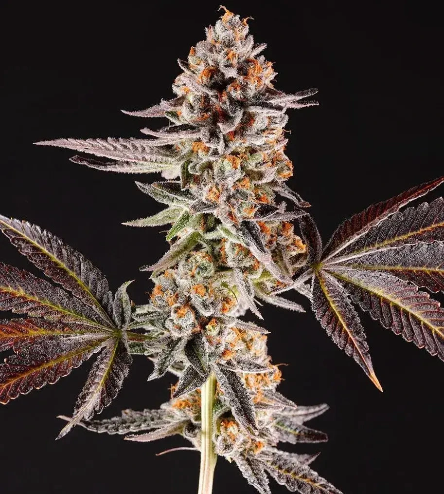 hanfsteckling_bestellen_online Cali Cut_LA Bomba La Bomba Steckling kaufen | Compound Genetics | Growroom21