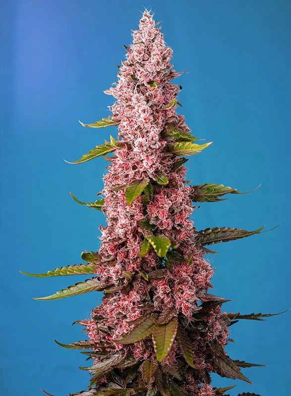 rhc_hanfstecklinge_kaufen_Österreich_Graz_red hot cookies by sweet seeds red hot cookies by sweet seeds flowering