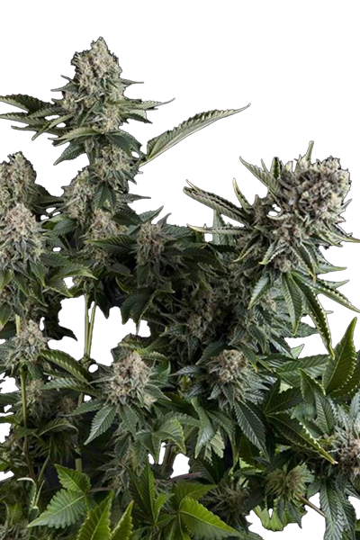 White Widow in Blüte Unschlagbare Robustheit – extrem anfängerfreundlich und tolerant gegenüber Fehlern