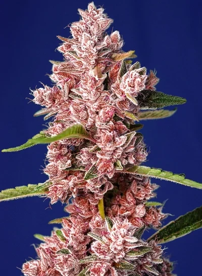 hanfstecklinge_kaufen_Österreich_tropicana poison topicana poison peak flowering period