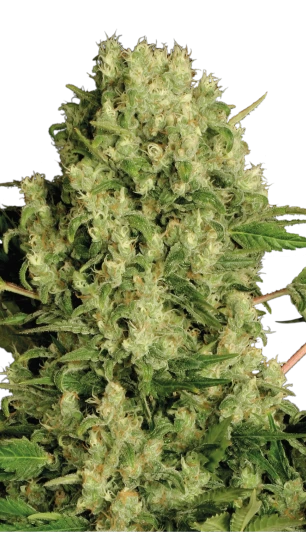 white russian hanfstecklinge kaufen austria paradise seeds white russian massive buds