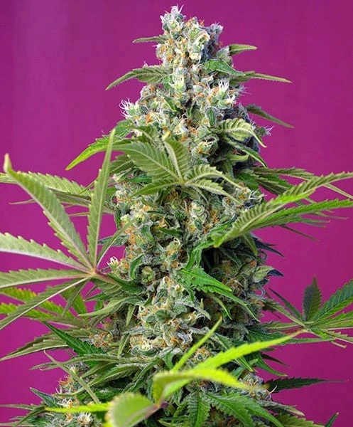 hanfstecklinge_kaufen_Gorilla Girl_Österreich Wien gorilla girl by Sweet Seeds cuttings in flower