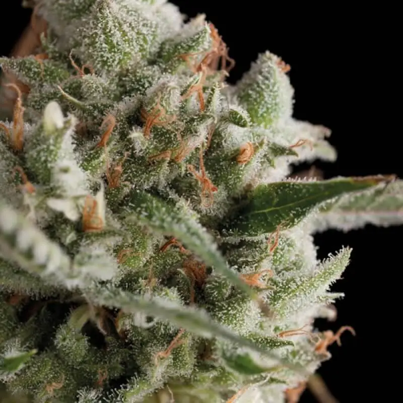 cheese_hanfstecklinge_kaufen_österreich_supercheese super cheese buds