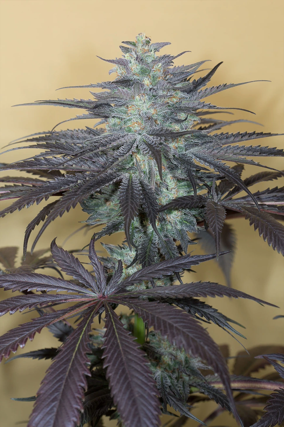 bubba kush_hanfstecklinge_kaufen_Österreich_Europa bubba kush 2.0 hanfstecklinge Blüten