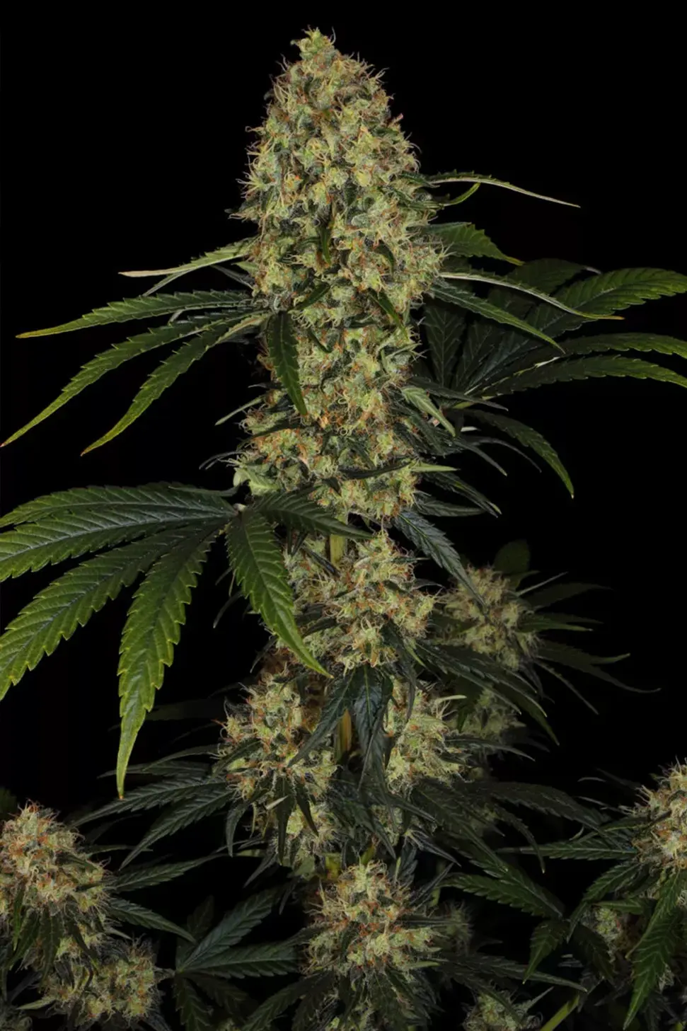 la amnesia hanfstecklinge_kaufen_österreich_wien L.A. Amnesia