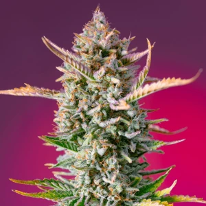 gorilla sherbert_hanfstecklinge_kaufen_Österreich Wien gorilla sherb by Sweet Seeds cuttings in flower