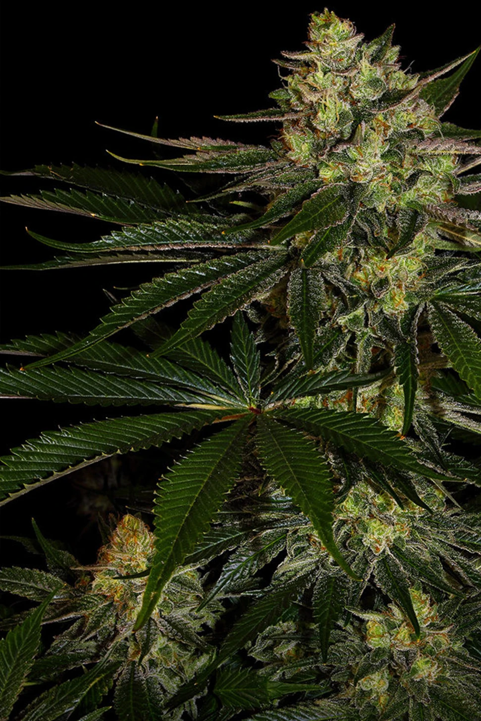 gorilla zkittlez_hanfstecklinge_kaufen_Österreich Gorilla Zkittlez Feminisierte Hanfstecklinge Kaufen in Wien