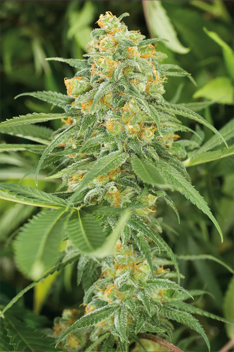 hanfstecklinge_green crack_kaufen_Österreich Wien Green Crack Feminisierte Hanfstecklinge Kaufen in Wien