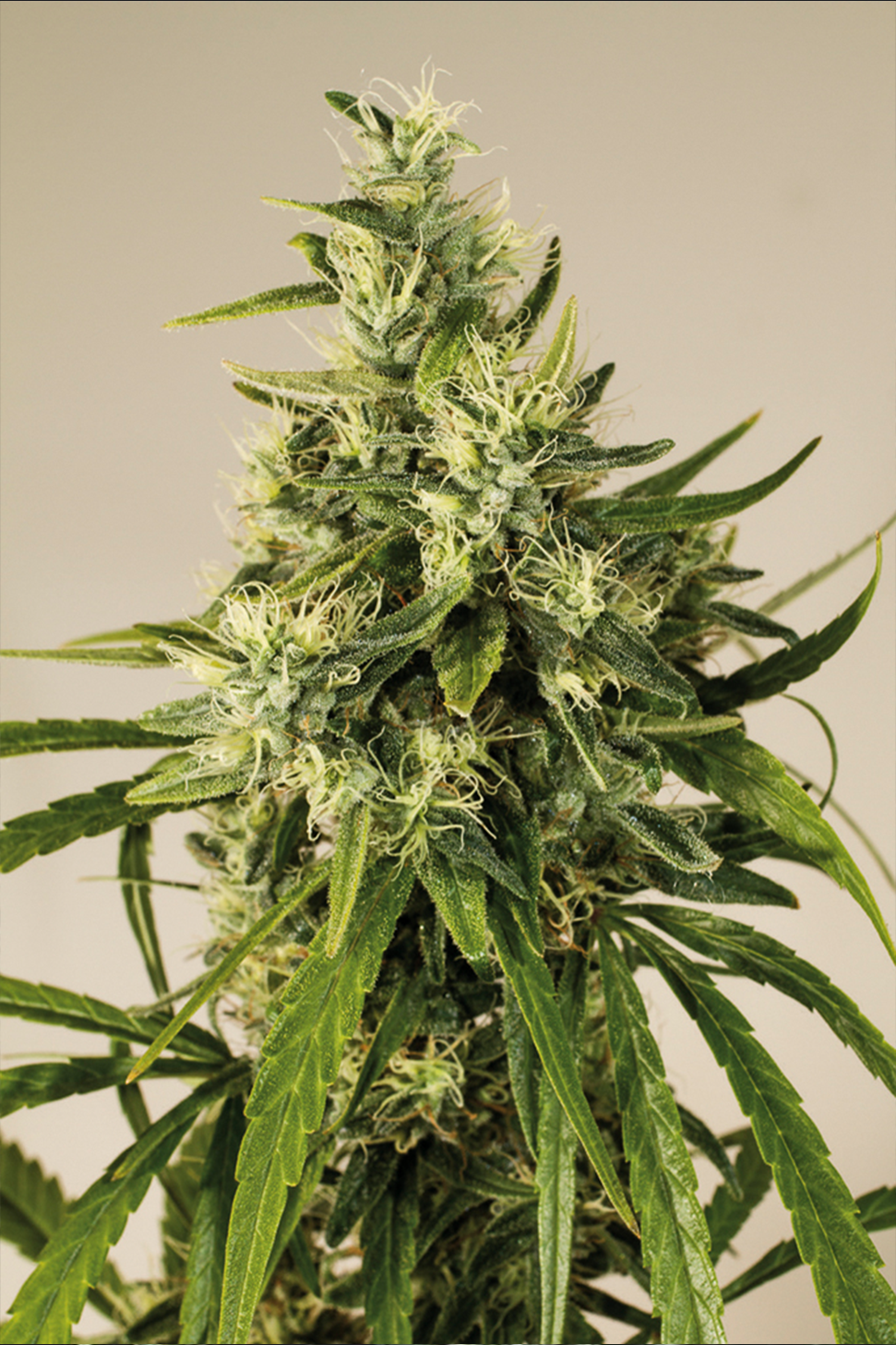 trainwreck buds Außergewöhnlich vitale Genetik – perfekt geeignet für anspruchsvolle Trainingsmethoden (ScrOG)