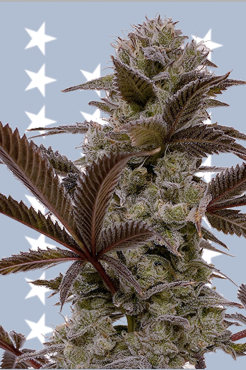 LA Baker Cali_bestellen_online Cali Cut_US Premium Jungle Boys | L.A. Baker Steckling kaufen | Growroom21