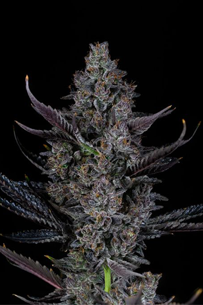 bling blaow headbud Atemberaubende Optik: Steile, dreieckige Buds mit purpurnen Akzenten und eisiger Trichom-Schicht