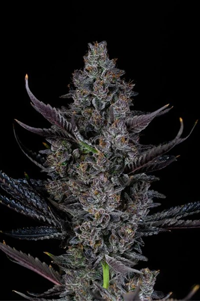 hanfstecklinge_kaufen_bling blaow_us_cali_premium bling blaow headbud