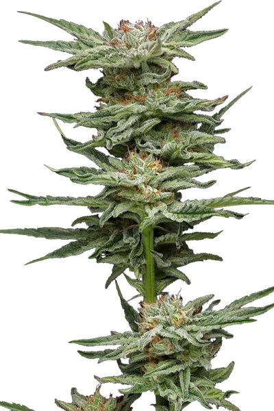 Blueberry Muffin Humboldt US Cali Cuts kaufen Österreich blueberry muffin calix bud