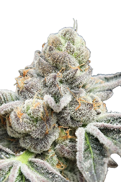 Break Pad Breath Feminisierte Hanfstecklinge Kaufen Break Pad Breath – Kraftvoller "Gas-Cookie" Elite-Steckling von Ripper Seeds