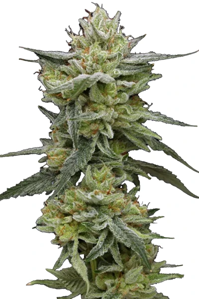 hanfsteckling_Wien_bestellen_online Cali Cut_Hella Jelly_ Humboldt Seeds (Humboldt Seed Company) hella jelly head bud