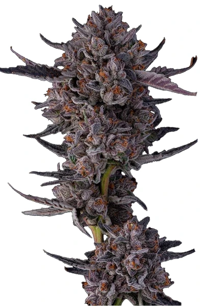 hanfsteckling_bestellen_online Cali Cut_JokerZ Candy jokerz candy prime flowers