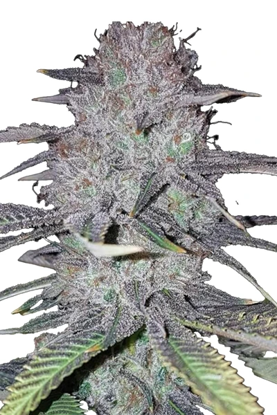 wedding cake jungle_boys cuttings hanfpflanzen kaufen Wien_hanfstecklinge Wedding Cake Hanfsteckling kaufen. Legendärer Indica-Klon von Jungle Boys (Cherry Pie x GSC) mit bis zu 25% THC, extremer Harzproduktion & würzigem Creme-Aroma.