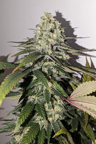 hanfstecklinge_kaufen_LA Vanilla Cake_us_cali_premium L.A. Vanilla Cake Steckling kaufen | Silent Seeds | Growroom21