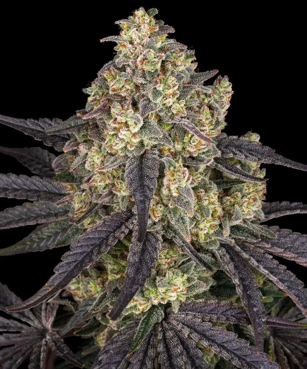 Feminisierter Sämling Kush Mints Flower Originale High-End-Genetik von Barney’s Farm (Critical Kush x Mintz)
